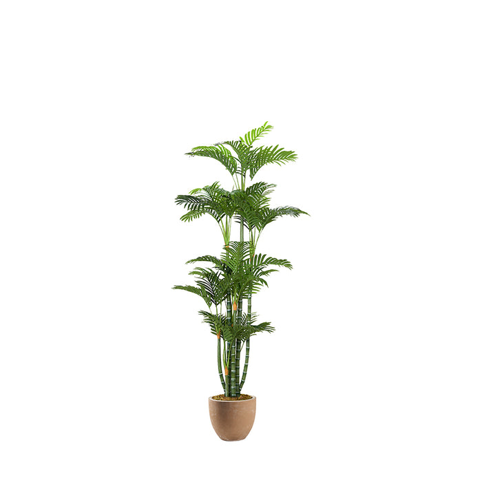 Green Trunk Areca Palm in Grove Planter 6.5′