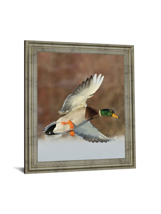 Mallard Glide - 28" x 34" Framed Wall Art