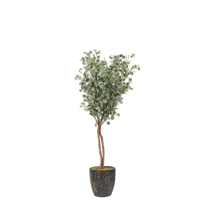 7' EUCALYPTUS TREE IN LARGE SA