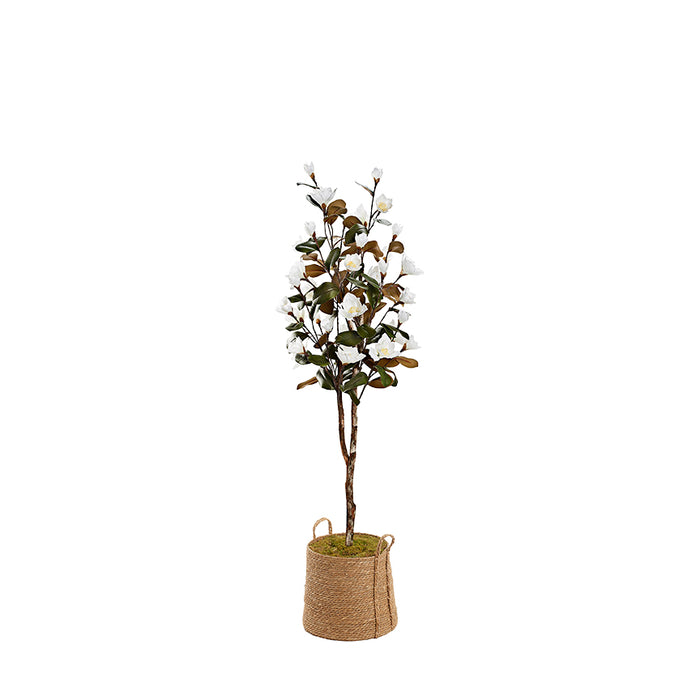 White Magnolia Tree in Rope Basket 7′