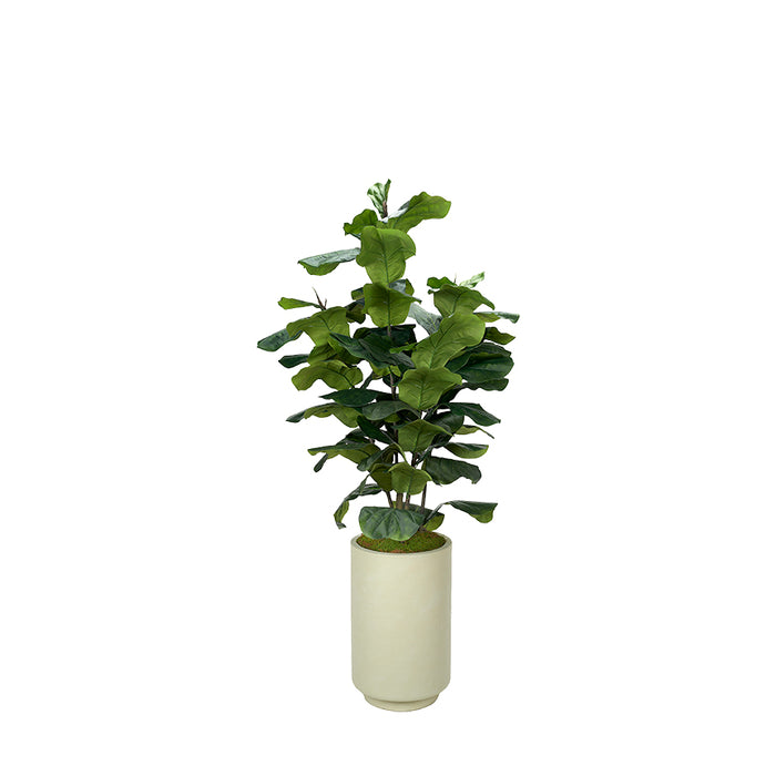 Big Leaf Fiddle Leaf Fig in Rainey Planter 7′