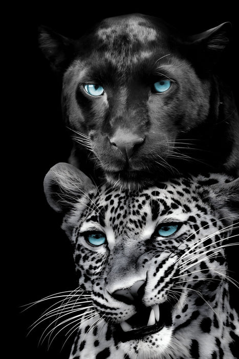 Azure Gaze Duo - 40" x 60" Framed Wall Art - Black