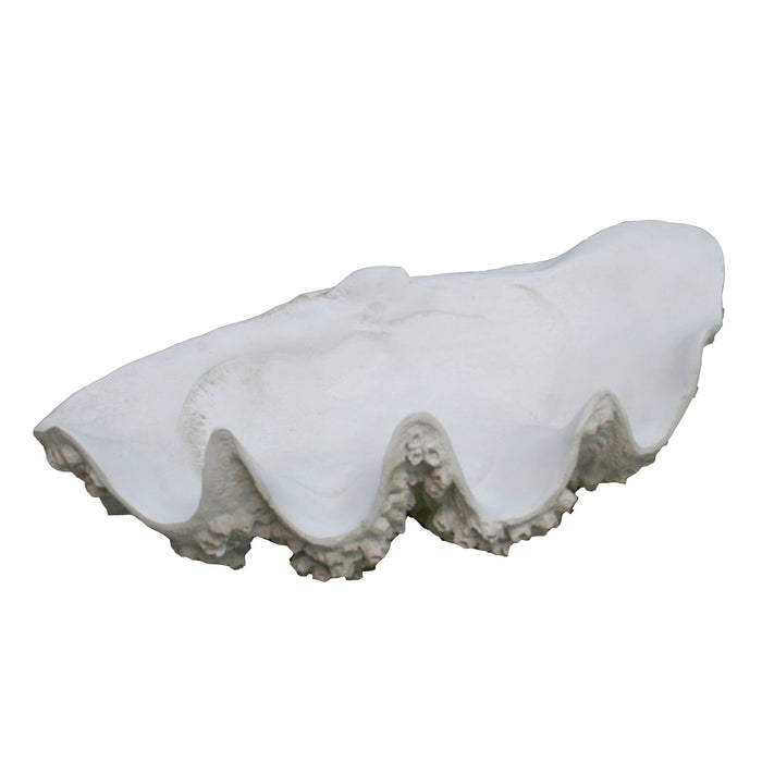 Large Clam with Barnacles