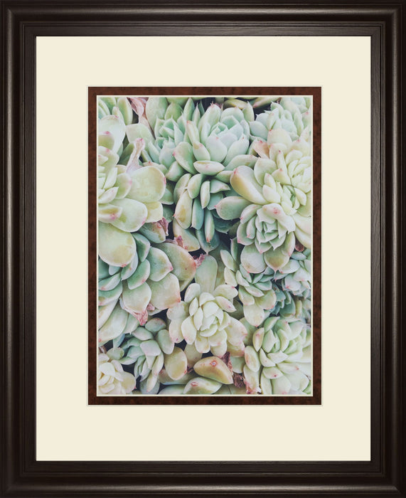 Translucent Succulents By Chelsea Kedron - Green