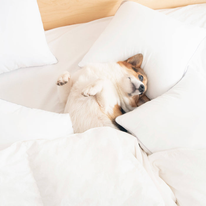Delirio Pillow Inserts (4-Pack): 20x20 inch