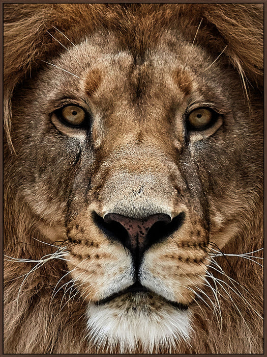 Majestic Gaze - 36" x 48" Framed Wall Art - Dark Brown