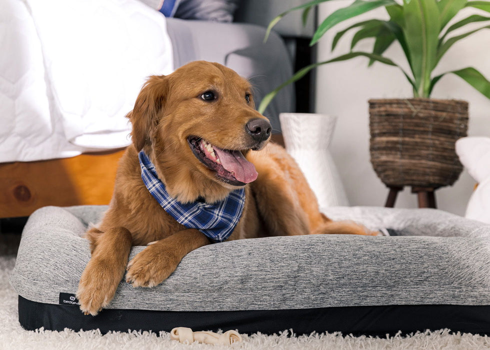Performance - Medium/Large Dog Bed - Gray