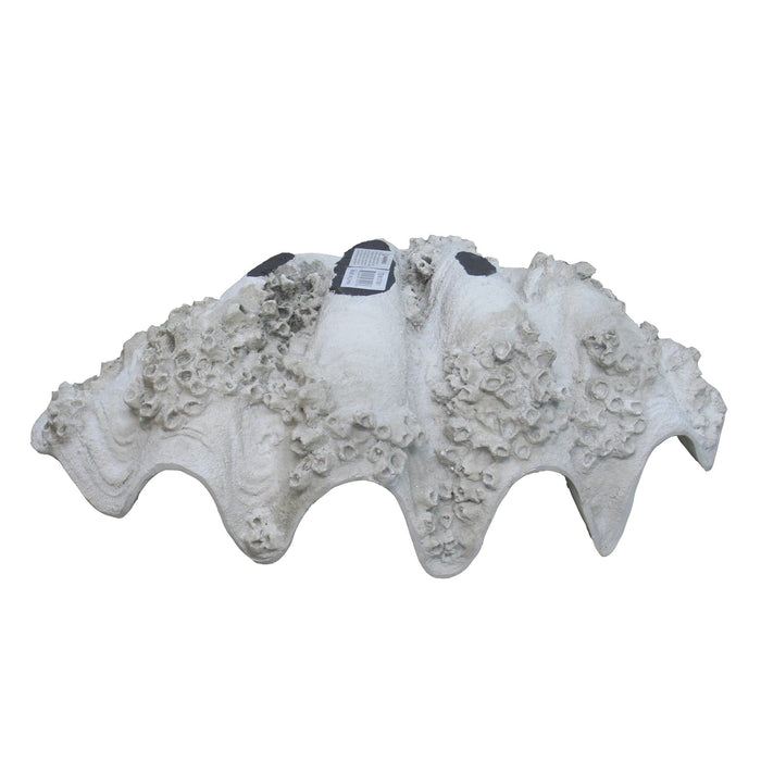 Large Clam with Barnacles