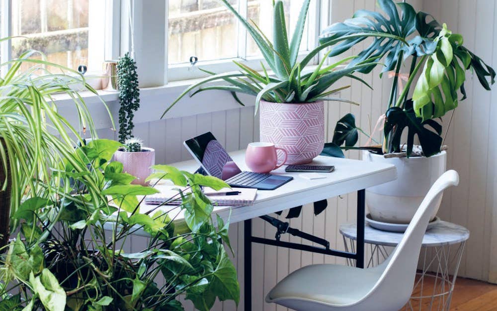 Plant House: Harper by Design