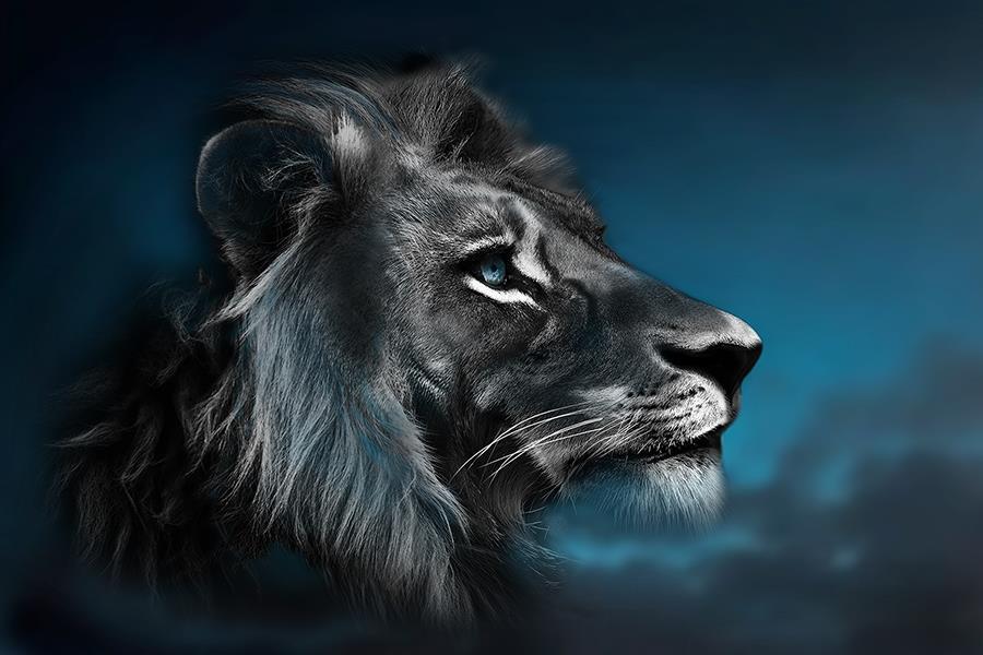 Portrait Of A Lion By Cad Design (Framed Small) - Blue
