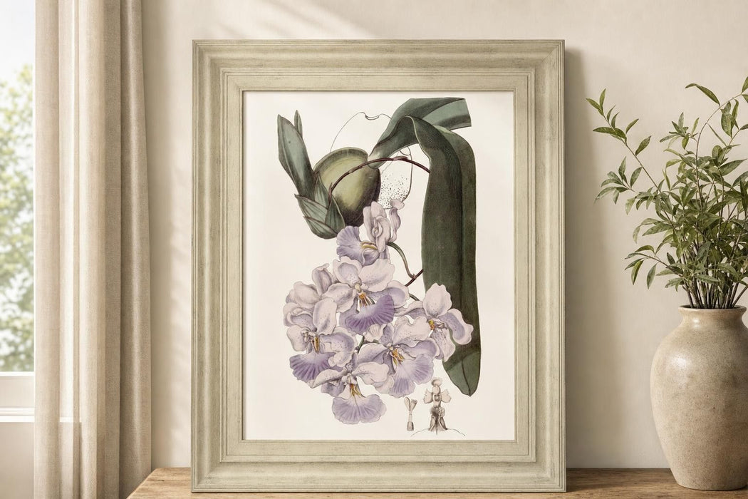 22x26 Lavender Beauties V By Edwards - Pink