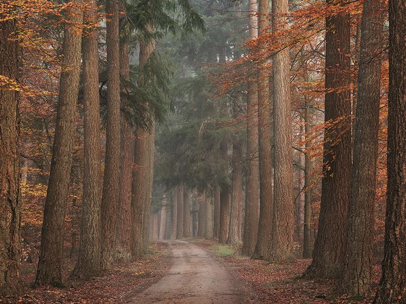 Autumn Pathway By Martin Podt Photography (Small) - Dark Brown