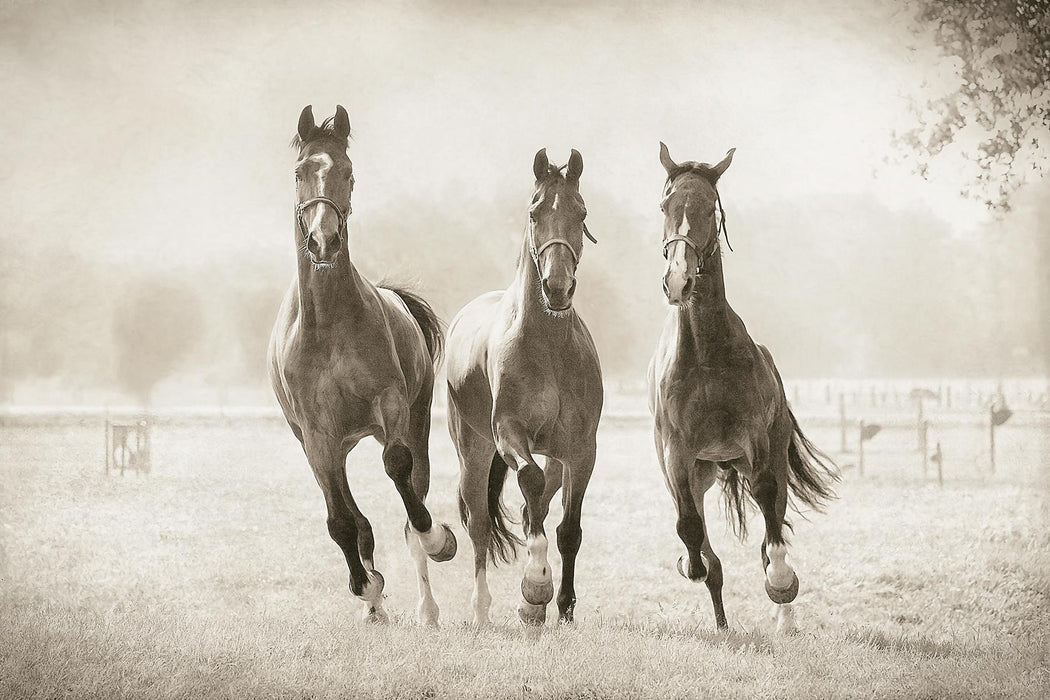 Framed - The Young Ones By Lars Van De Goor - Gray