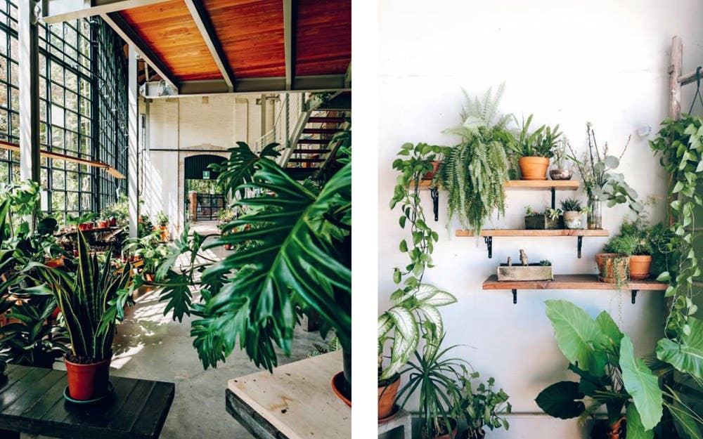 Plant House: Harper by Design